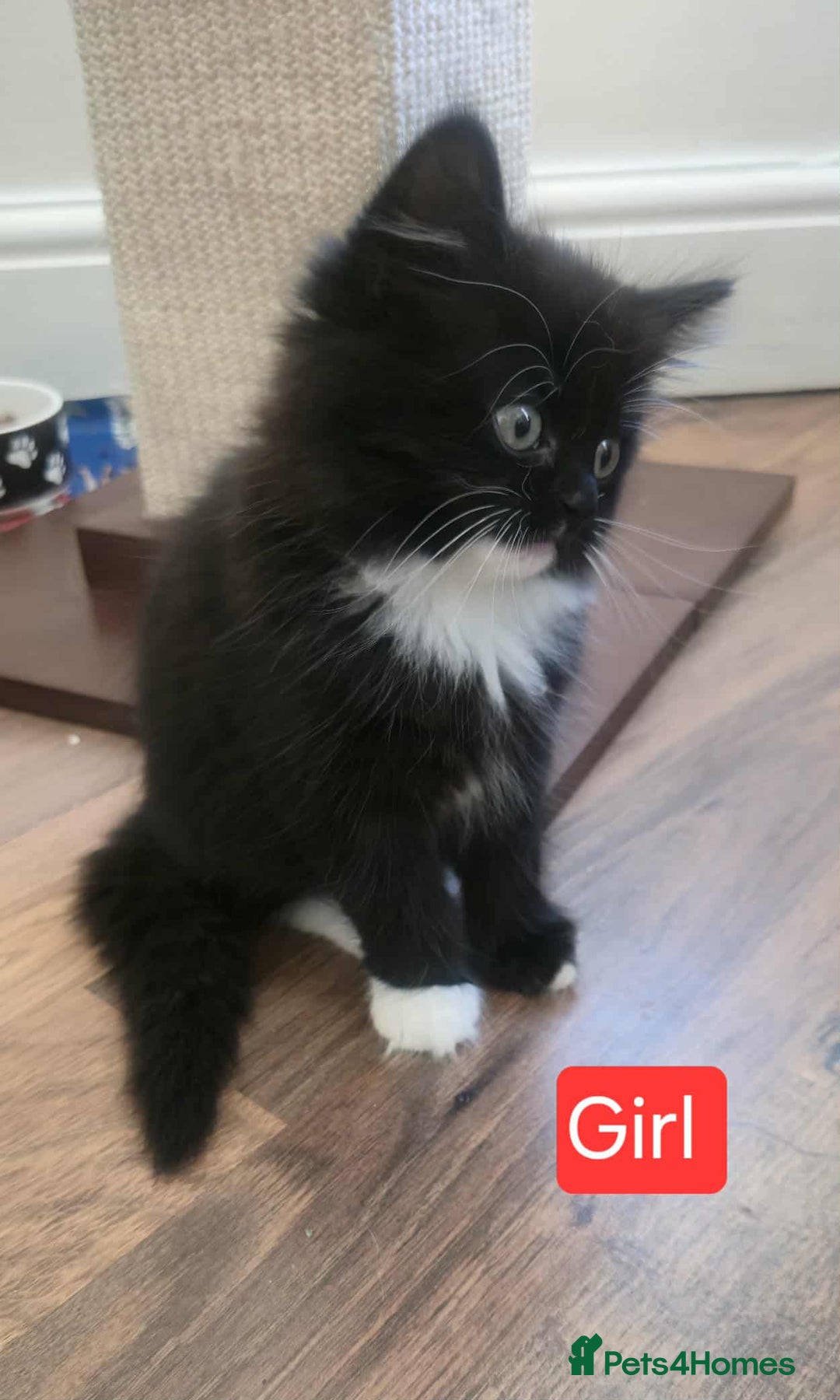 Mixed Breed cats for sale: Lovely Persian mix kittens - Image 7