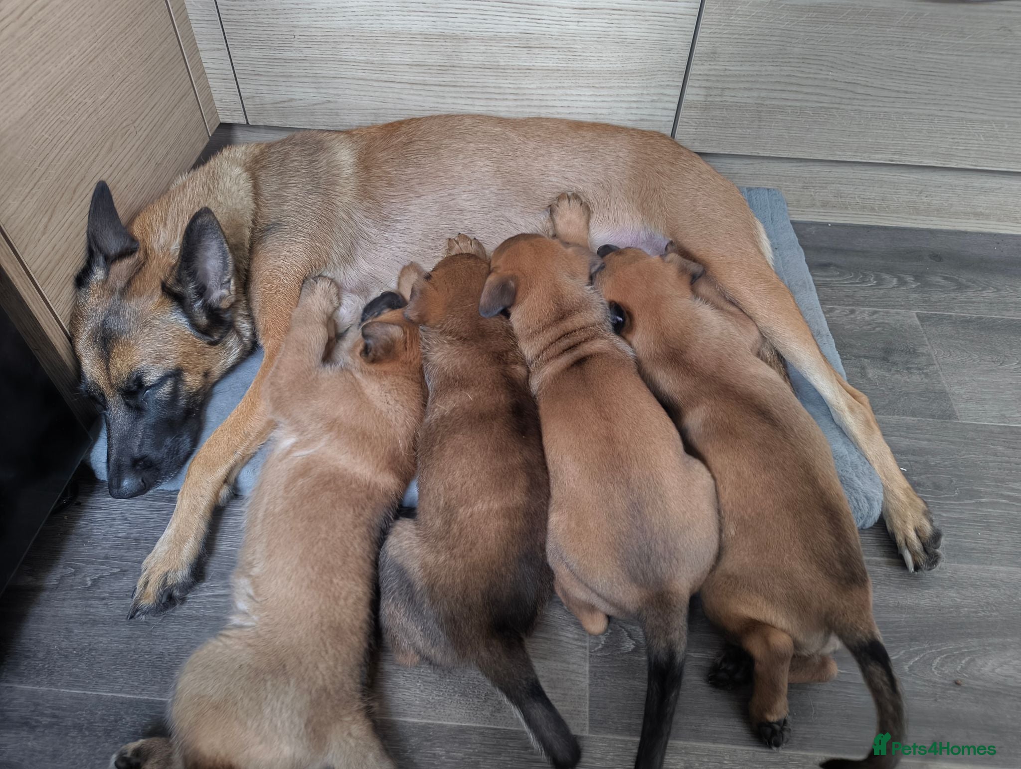 Belgian Shepherd Dog dogs Belgian Malinois Puppies – Family Raised - Advert 2