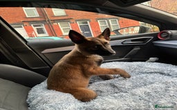 German Shepherd dogs for sale: Full bread 8 week German shepherd  - Advert 4