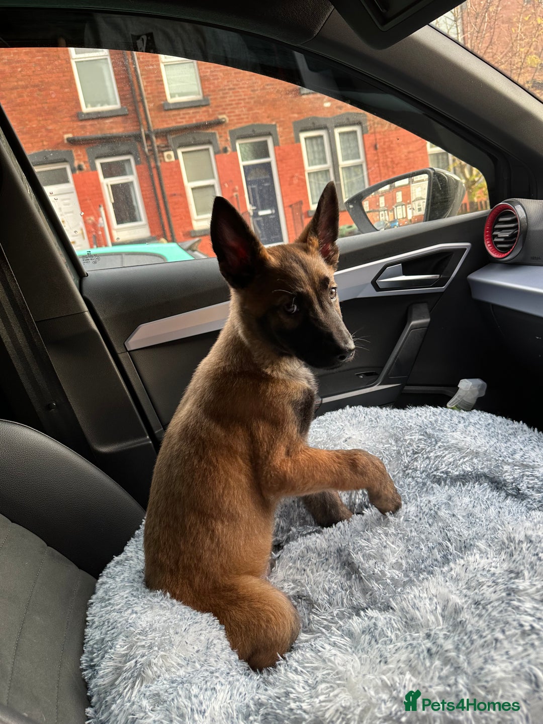 German Shepherd dogs for sale: Full bread 8 week German shepherd  - Advert 4