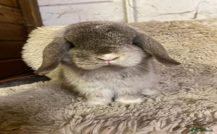 Mini Lop rabbits - Advert 10