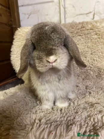 Mini Lop rabbits - Advert 10