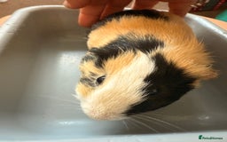 Guinea Pig rodents for sale: Lovely cuddle brothers - Image 5