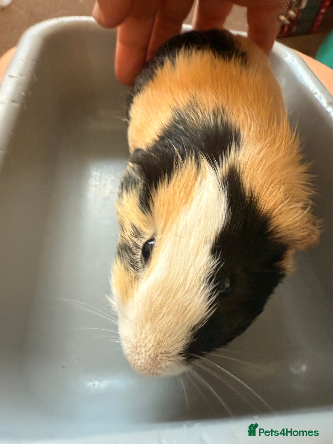 Guinea Pig rodents for sale: Lovely cuddle brothers - Image 5