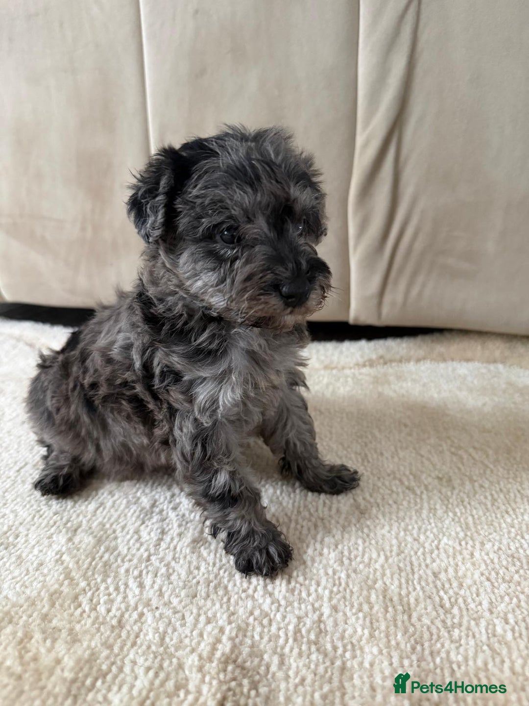 Mixed Breed dogs for sale: Schnoodle puppies for sale  - Advert 18