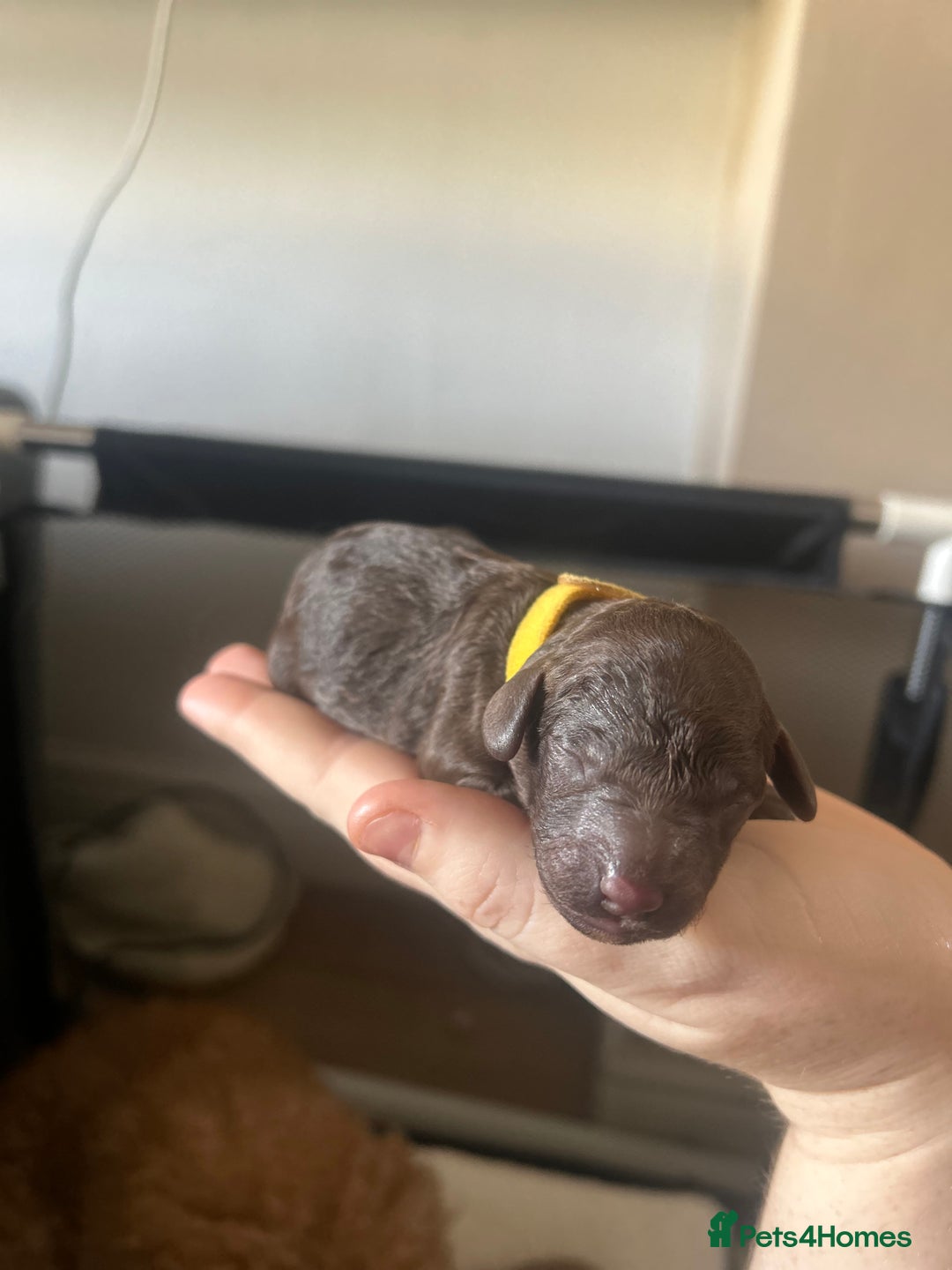 Cockapoo dogs for sale: Beautiful Cockapoo pups ready 22/11/2025 - Image 9