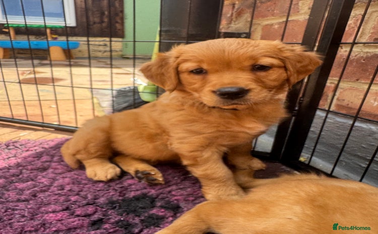 Golden Retriever dogs - Advert 3