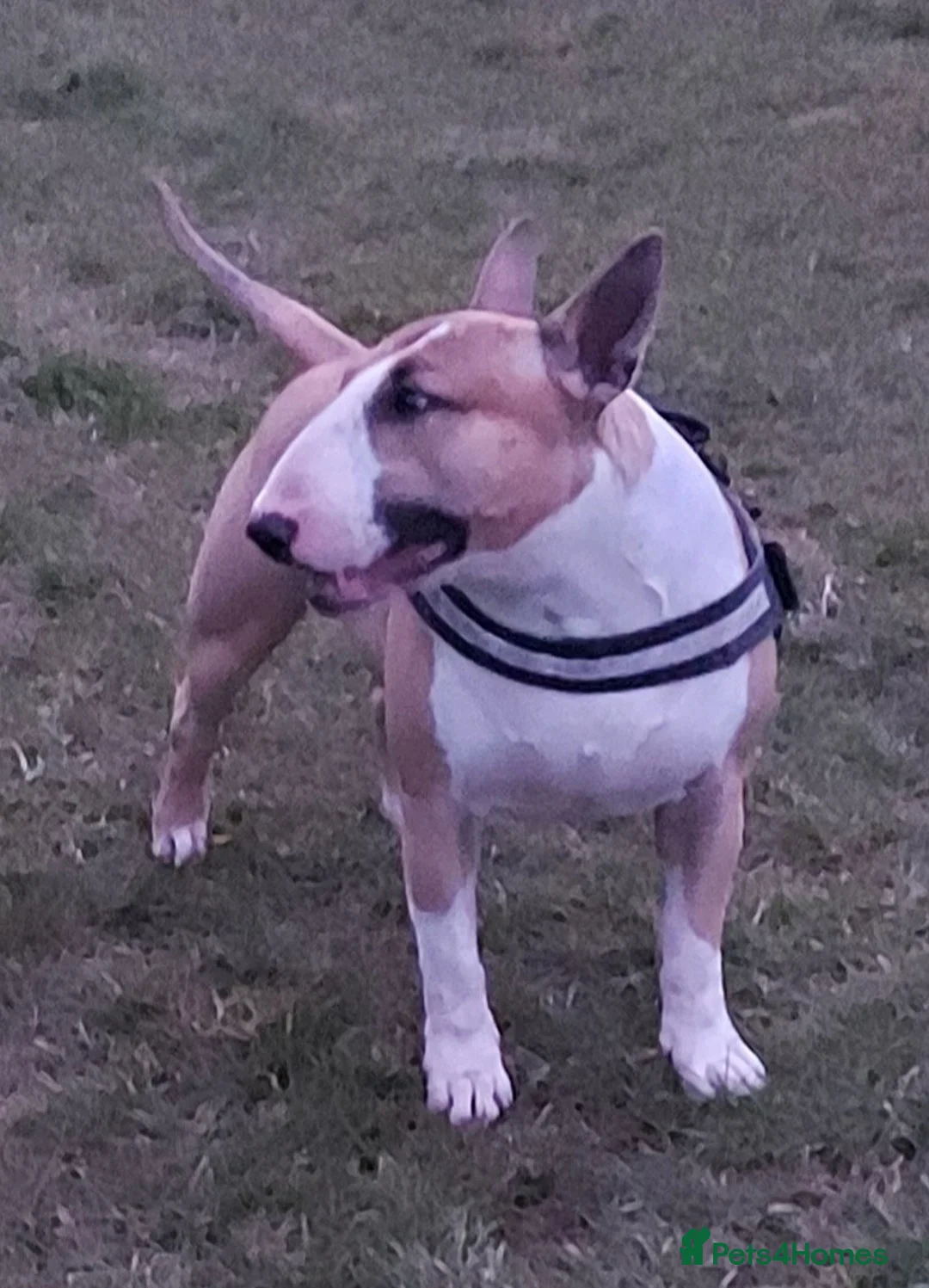 English Bull Terrier dogs for stud: Quality Kc Registered Red & White in Southampton - Advert 1