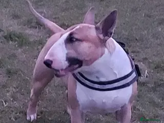 English Bull Terrier dogs Quality Kc Registered Red & White in Southampton - Advert 3