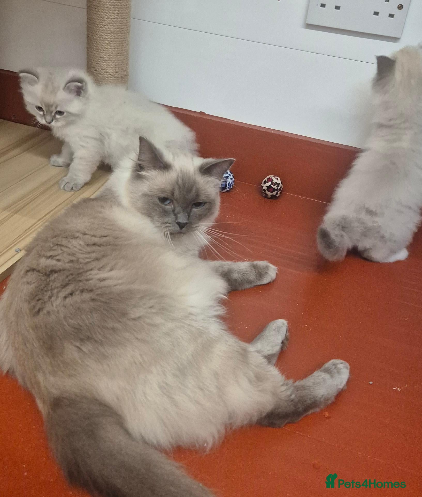 Ragdoll cats GCCF Pedigree Radolls - Advert 1