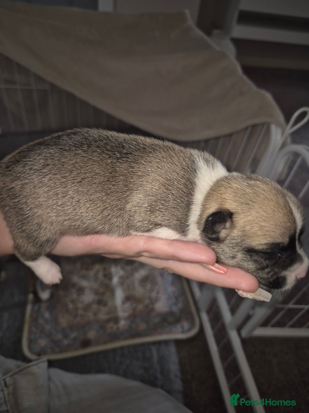 Chihuahua dogs for sale: 4 beautiful chihuahua puppies - Image 5