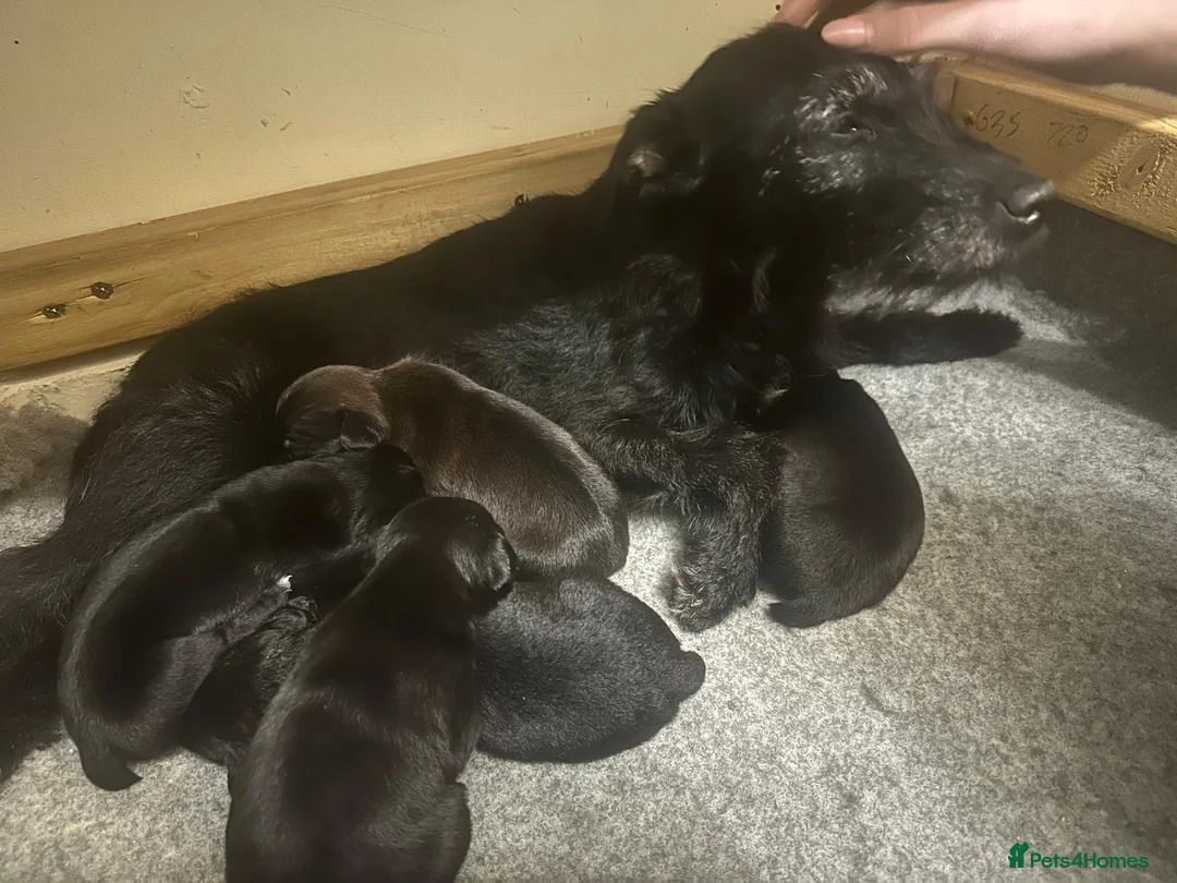 Patterdale Terrier dogs for sale: Docked Patterdale Black Puppies  - Advert 5