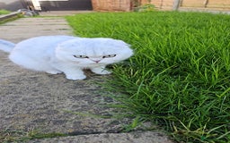 British Longhair cats for sale: snow white kittens - Image 8
