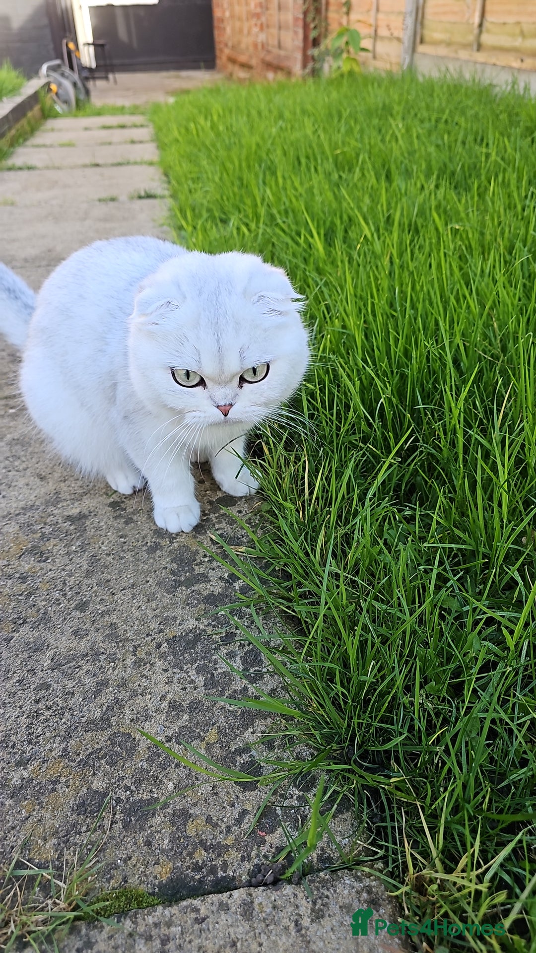 British Longhair cats for sale: snow white kittens - Image 8