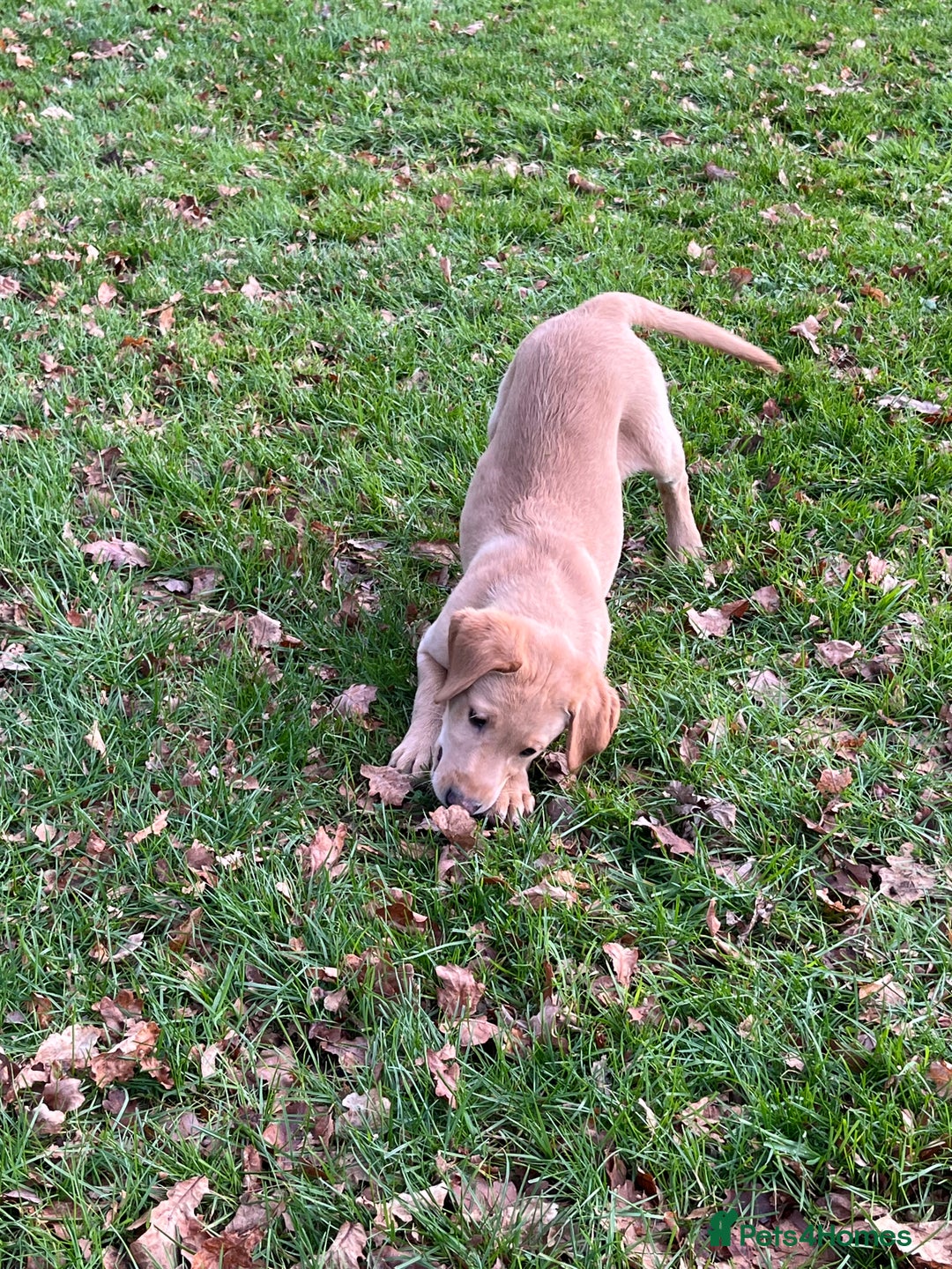 Labrador Retriever dogs for sale: Labrador Puppies - Advert 3
