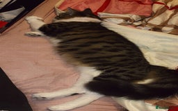 Maine Coon cats for sale: willow maine coon cross begal - Image 8