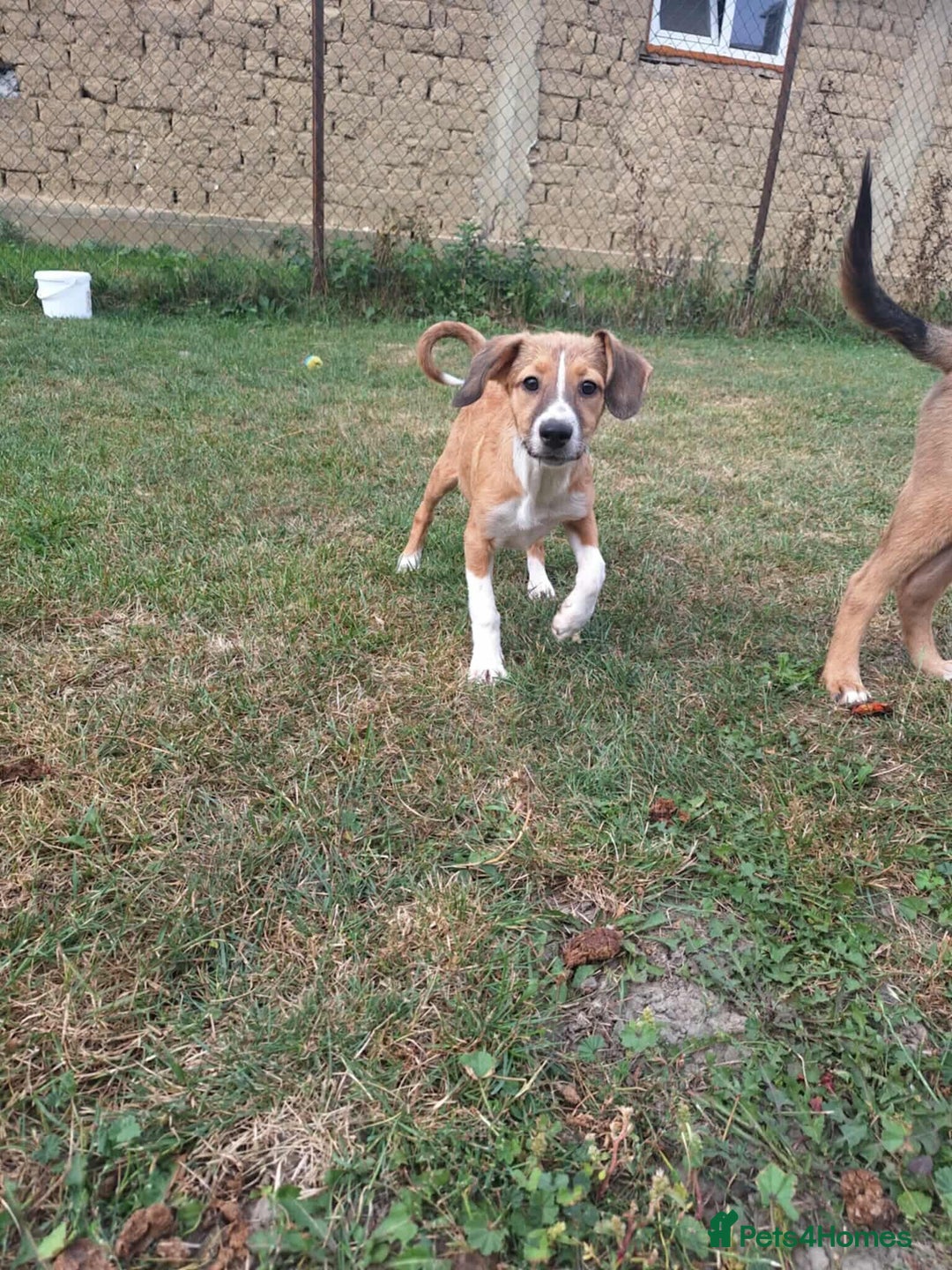 Mixed Breed dogs for adoption: Heidy for adoption - Image 1