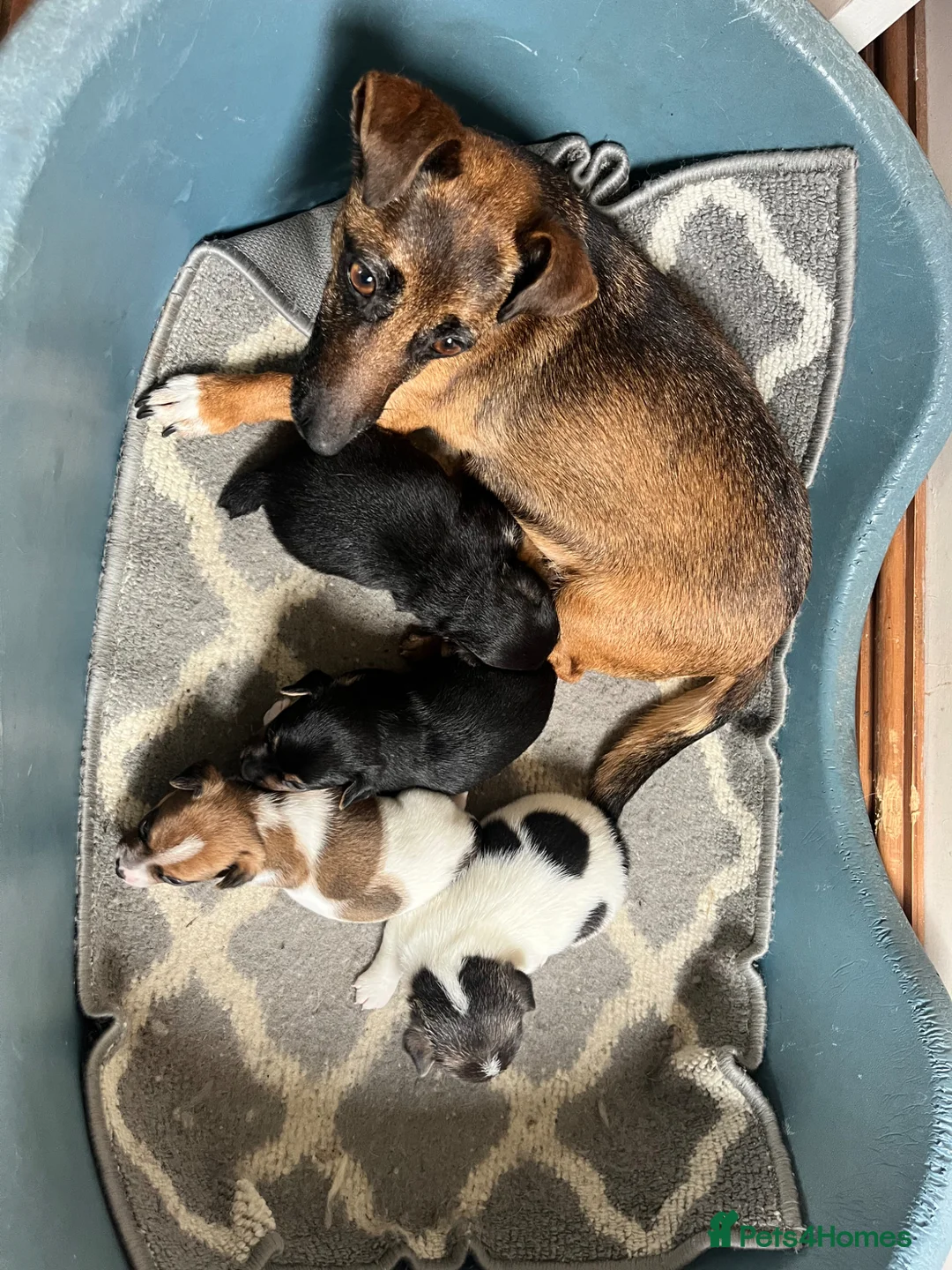 Jack Russell dogs for sale: Gorgeous Jack Russell Boy - Advert 5