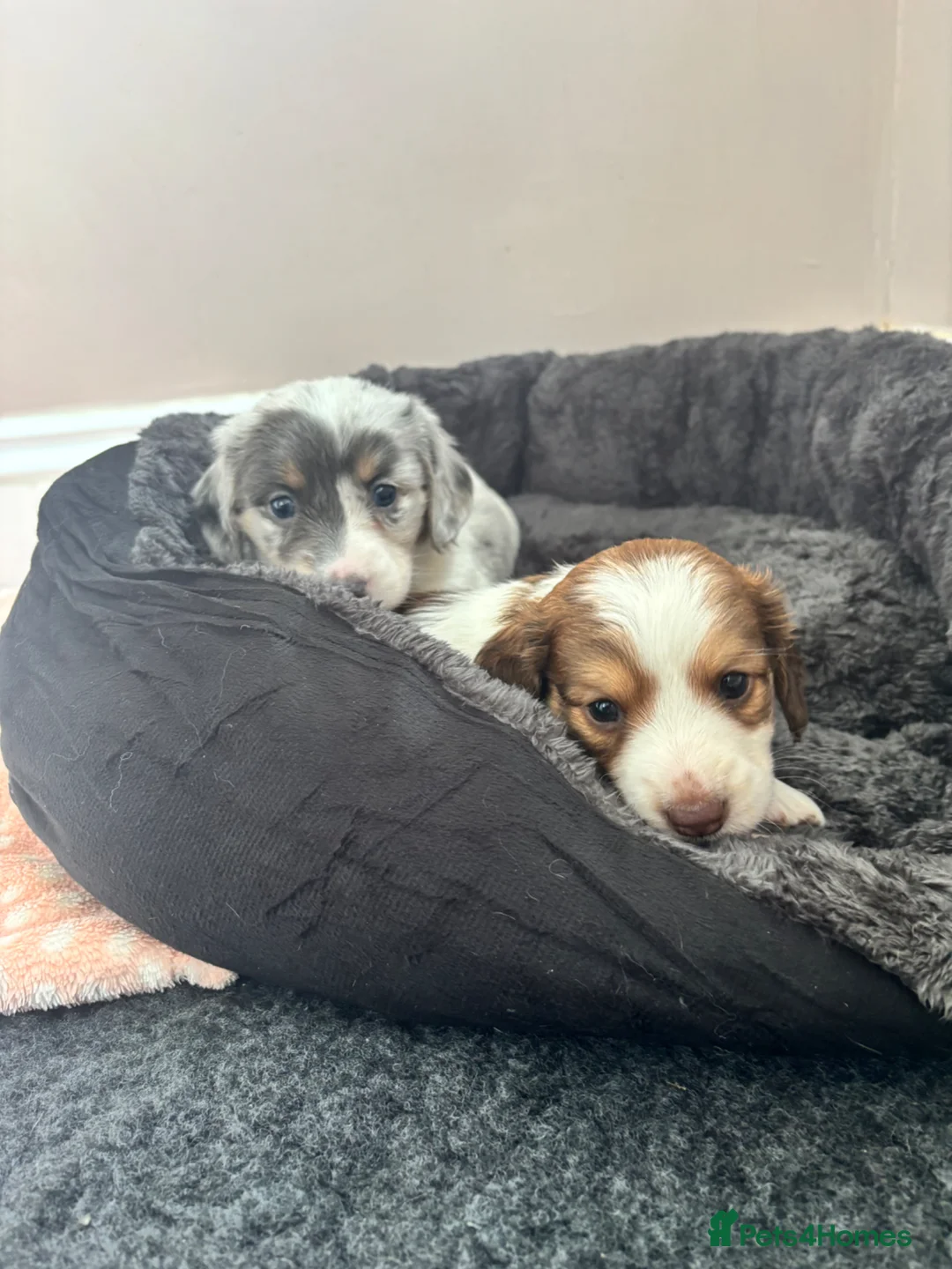 Dachshund dogs for sale: QUALITY LONGHAIRED MINIATURE DACHSHUND PUPPIES - Advert 14
