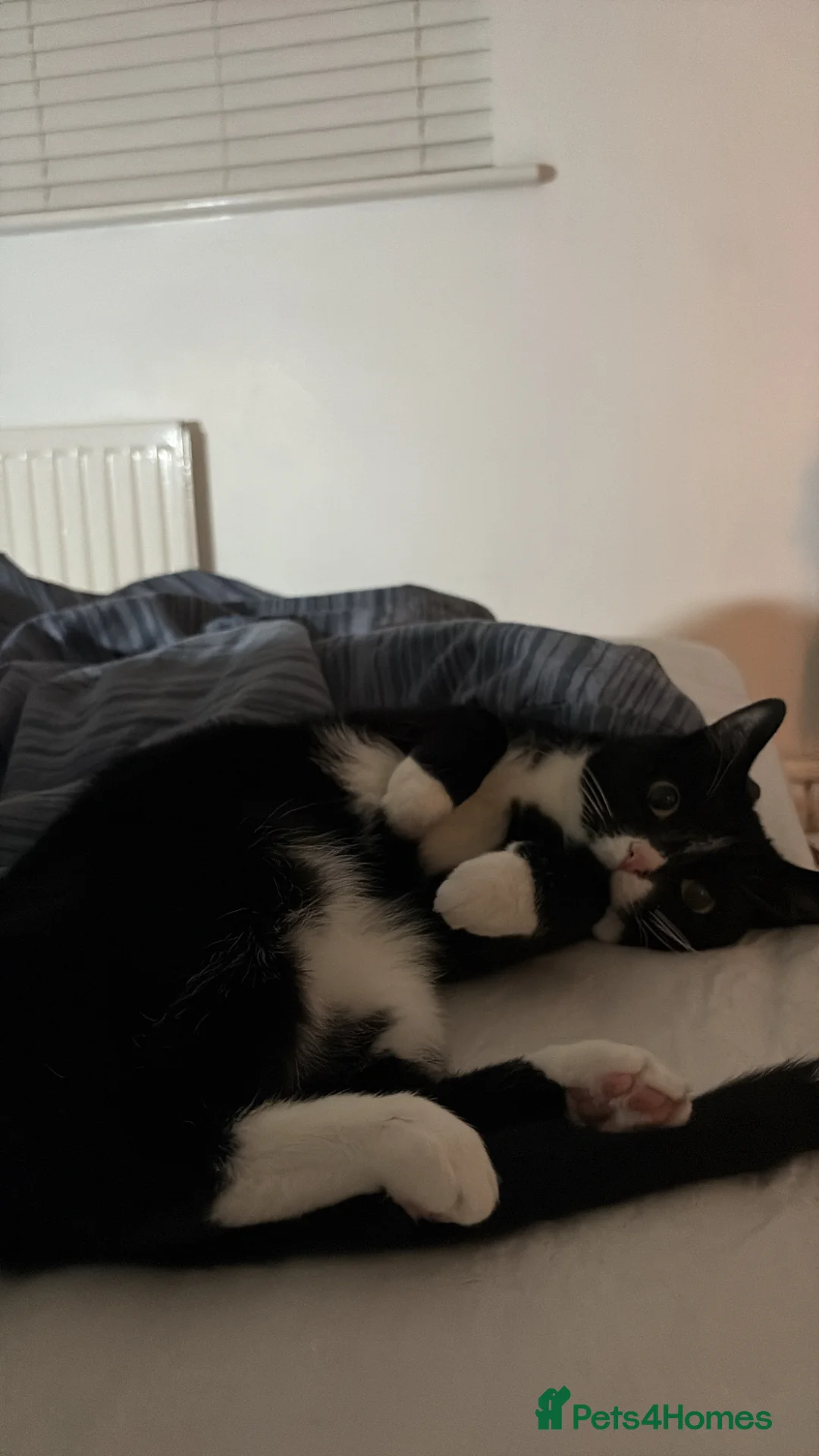 British Shorthair cats for sale: Gorgeous 3 year old Tuxedo looking for a new home - Advert 2