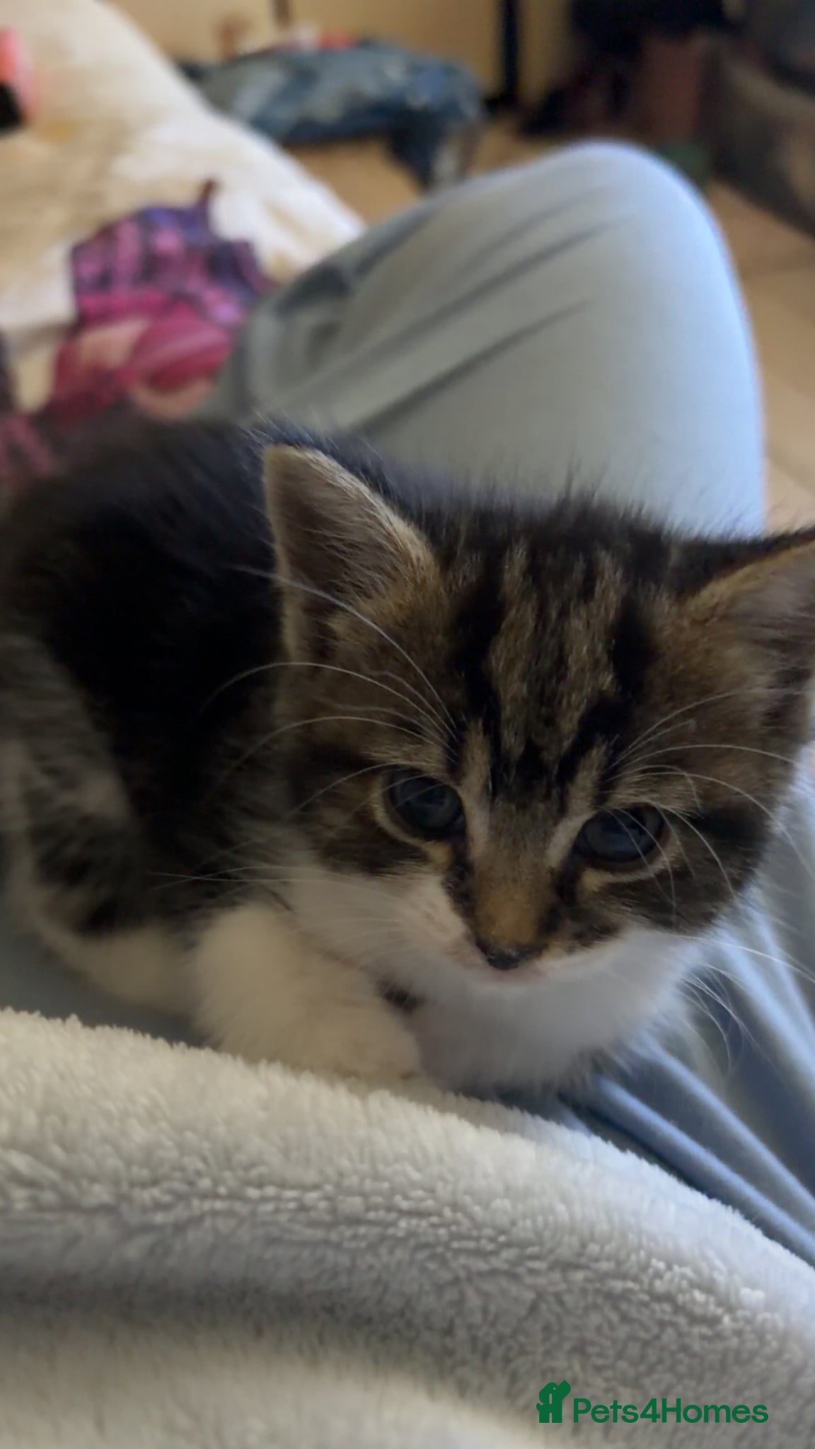 Mixed Breed cats for sale: 5 friendly playful mixed tabby kittens - Advert 13