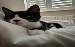 Mixed Breed cats for sale: Lovely 4 months kitten look for home foreve  - Image 6