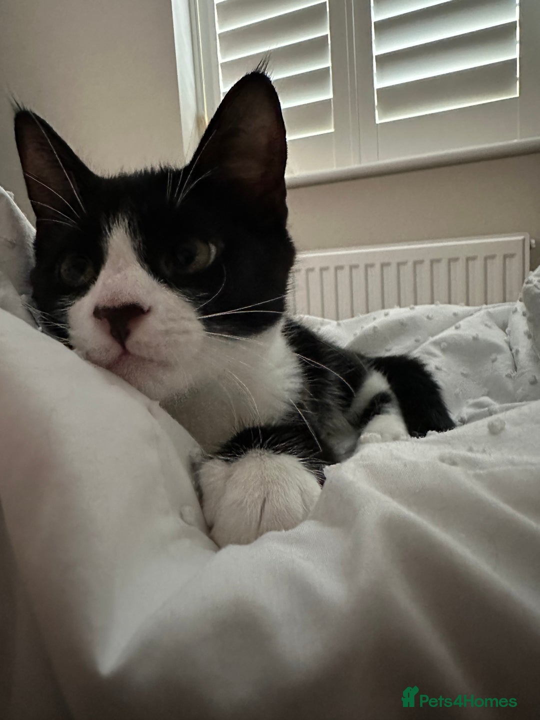 Mixed Breed cats for sale: Lovely 4 months kitten look for home foreve  - Image 6