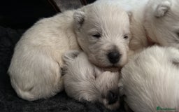 West Highland Terrier dogs for sale: Quality Westie Pups  - Image 7