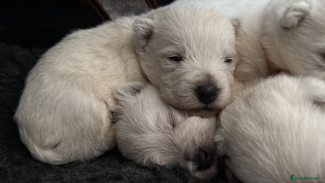 West Highland Terrier dogs for sale: Quality Westie Pups  - Image 7