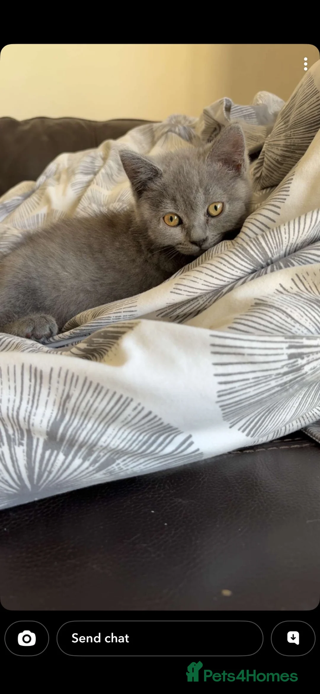 British Shorthair cats for sale: British shorthair cross in High Wycombe - Advert 2