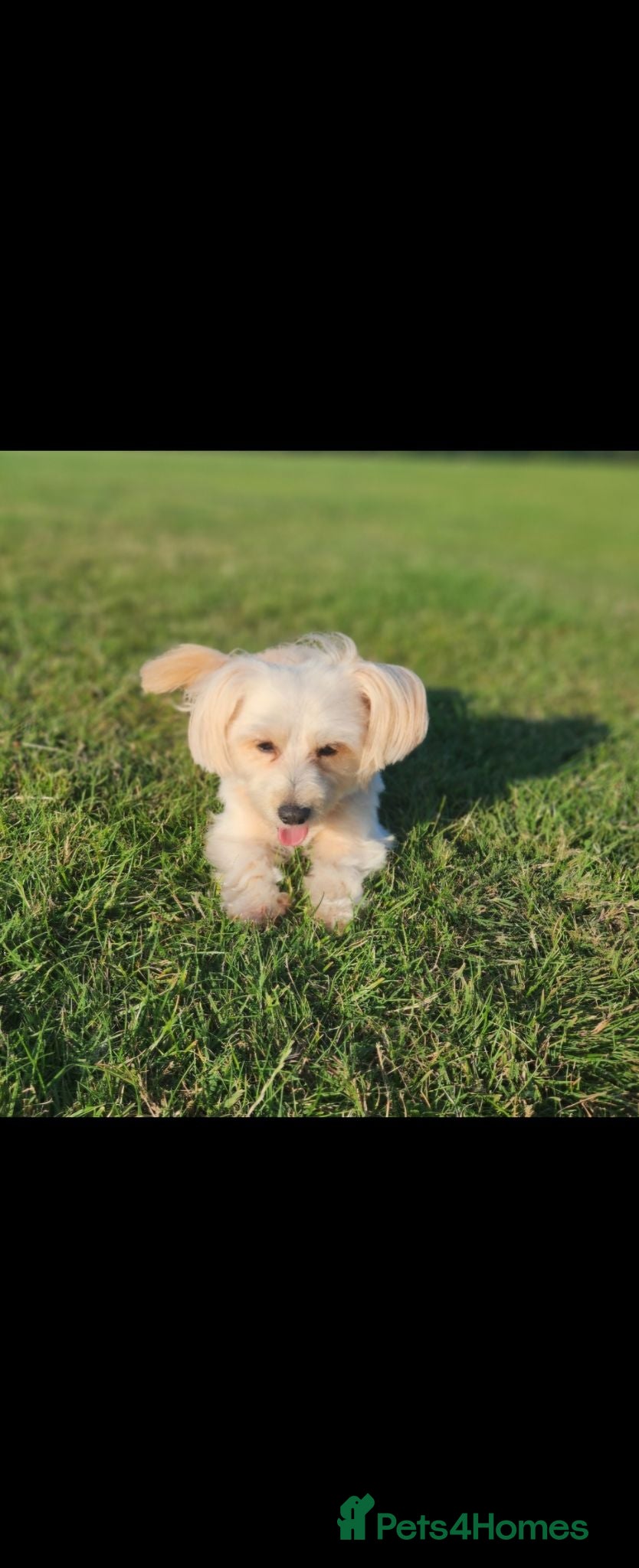 Maltipoo dogs Beautiful Maltipoo puppies available in July - Advert 1
