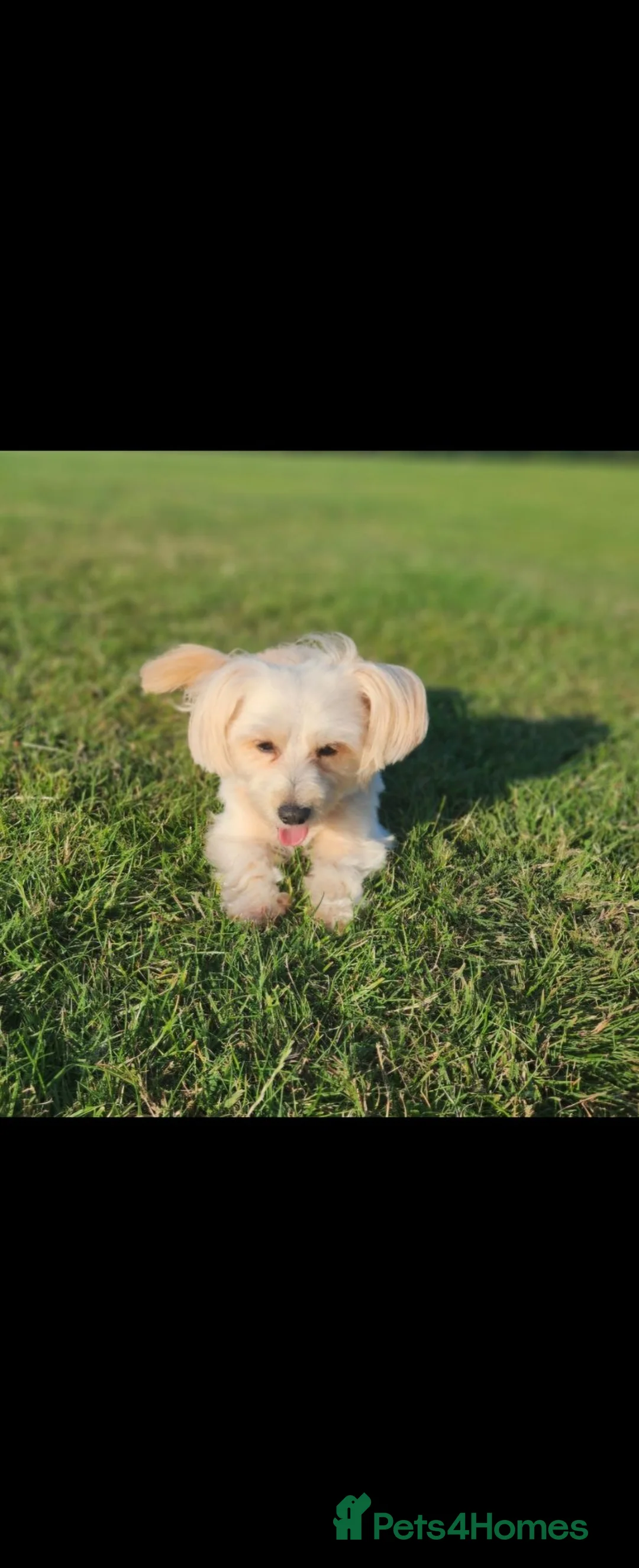 Maltipoo dogs for sale: Beautiful Maltipoo puppies available in July - Advert 1