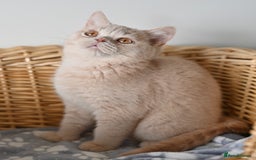 British Shorthair cats for sale: GCCF reg kittens looking for loving homes  - Image 25