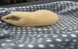 Guinea Pig rodents for sale: Dark eyed cream boar  - Image 2