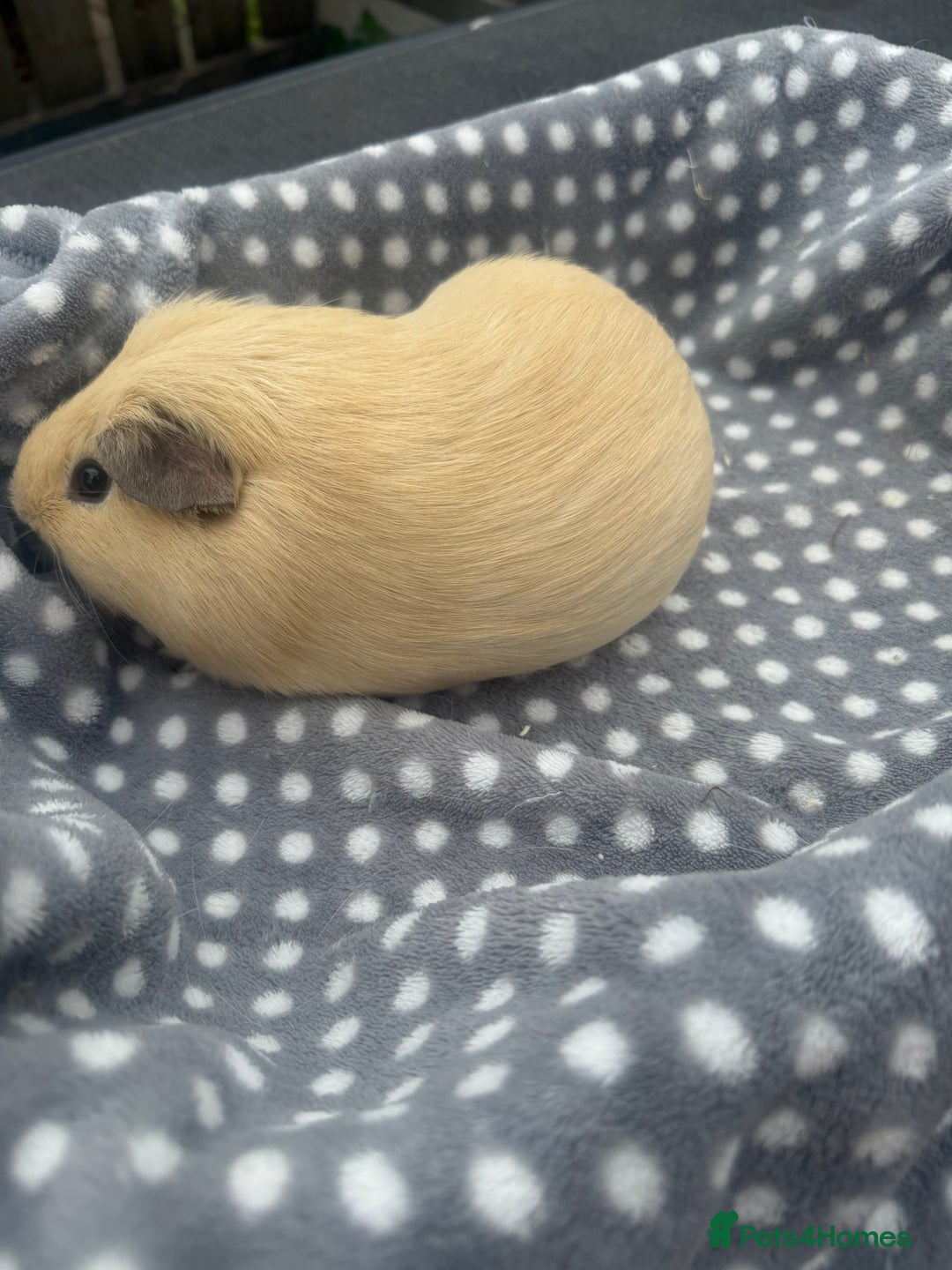 Guinea Pig rodents for sale: Dark eyed cream boar  - Image 2