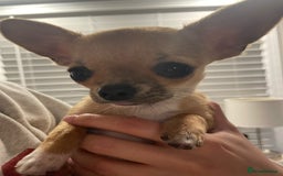 Chihuahua dogs for sale: Male chihuahua  - Image 1