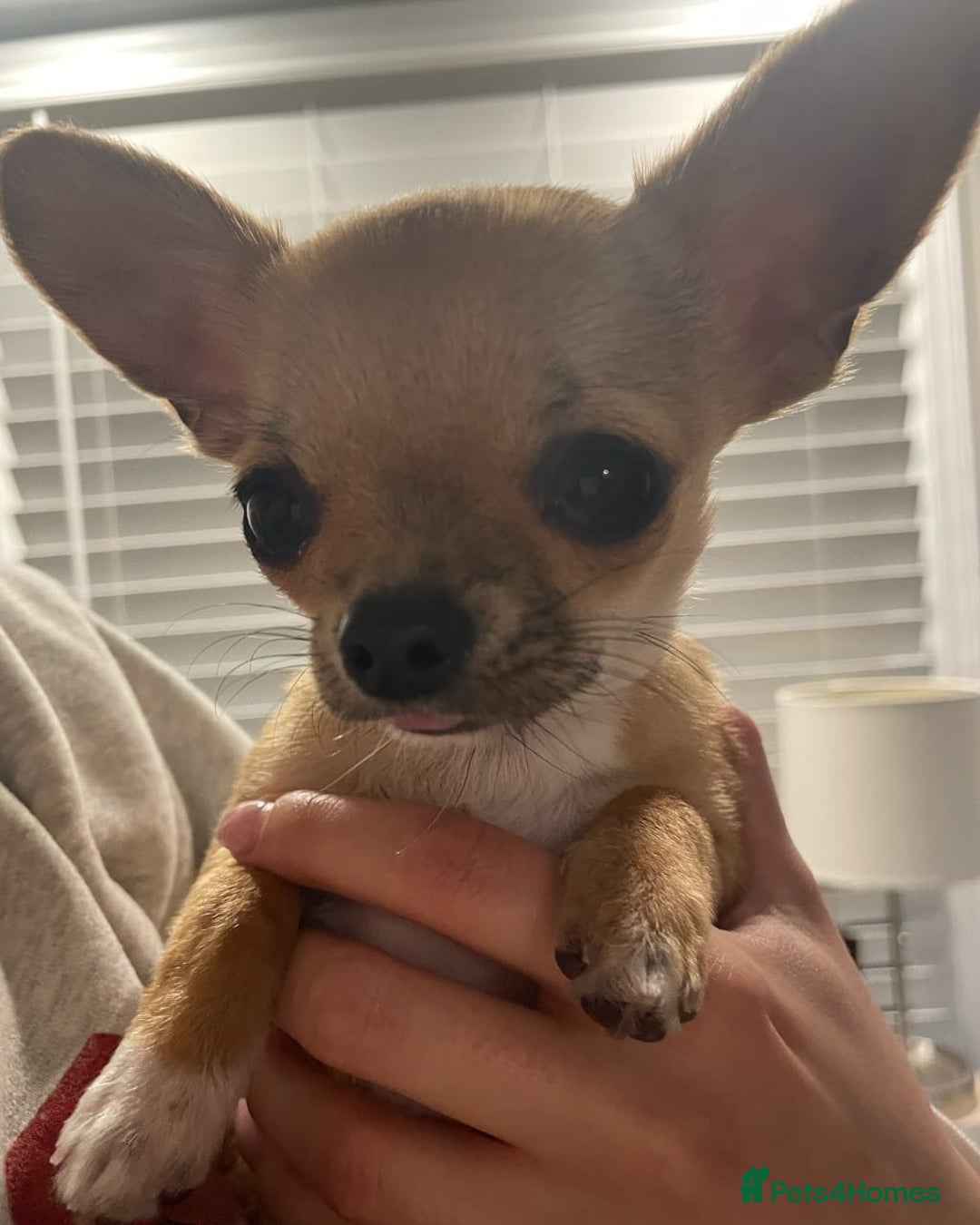 Chihuahua dogs for sale: Male chihuahua  - Image 1