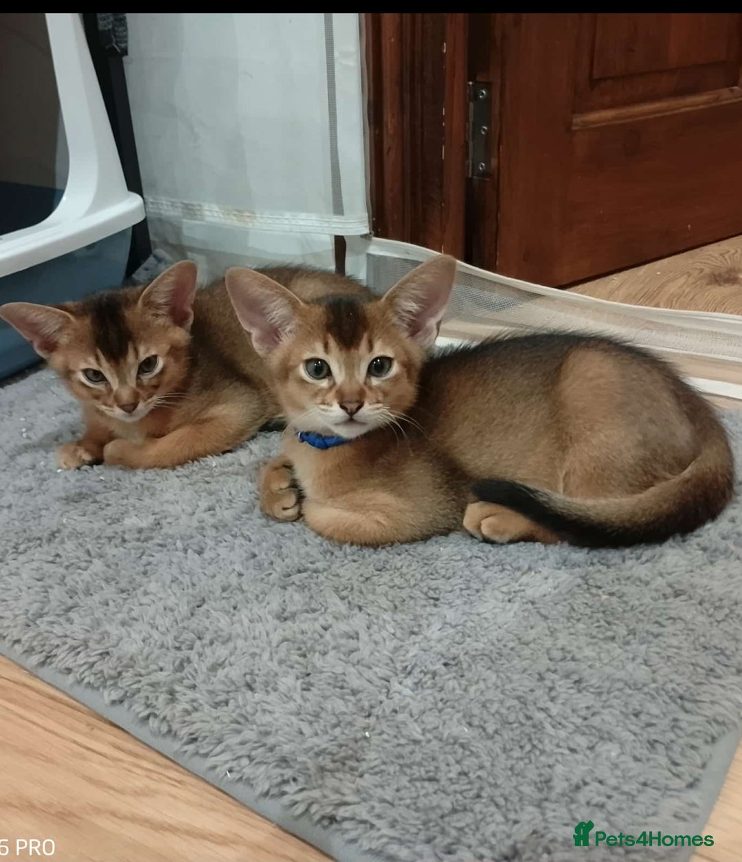 Abyssinian cats for sale: Pedigree Abyssinian kittens  - Advert 29