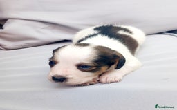 Mixed Breed dogs for sale: Jack Russel Pups in Machynlleth - Image 14