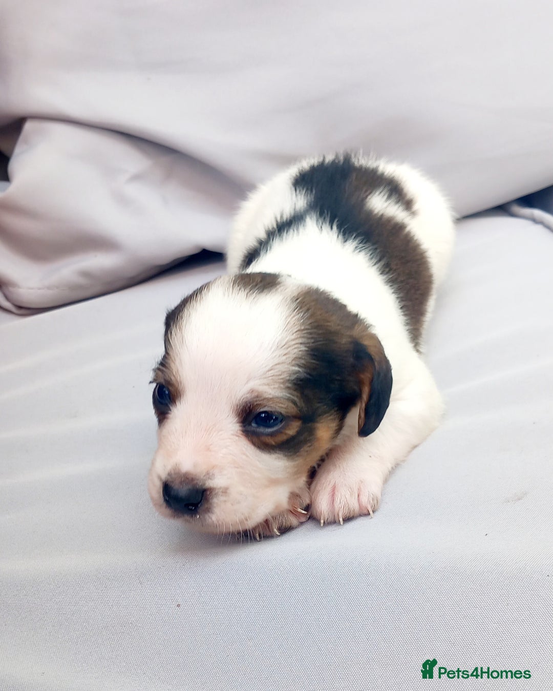 Mixed Breed dogs for sale: Jack Russel Pups in Machynlleth - Image 14