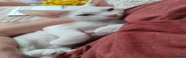 Devon Rex 2