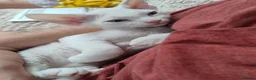 Devon Rex cats for sale:  FIFE registered Devon Rex – Spayed! Ready Now - Advert 10