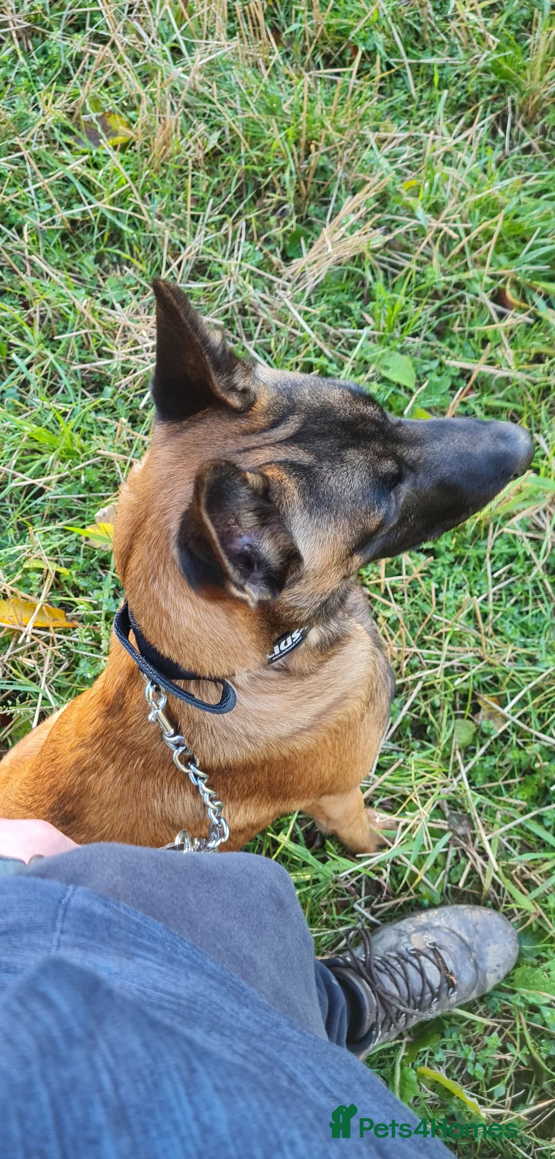 Belgian Shepherd Dog dogs for stud: Belgian malinois in Doncaster - Advert 4