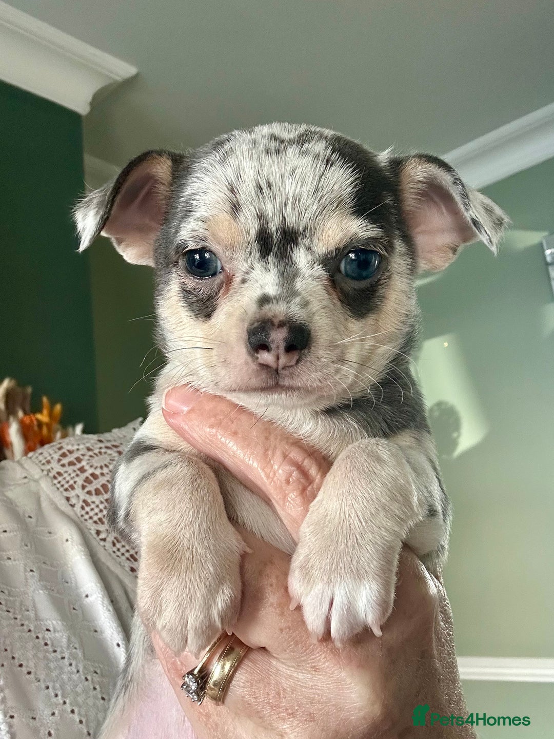 Chihuahua dogs for sale: Beautiful Chihuahua Babies - Image 10