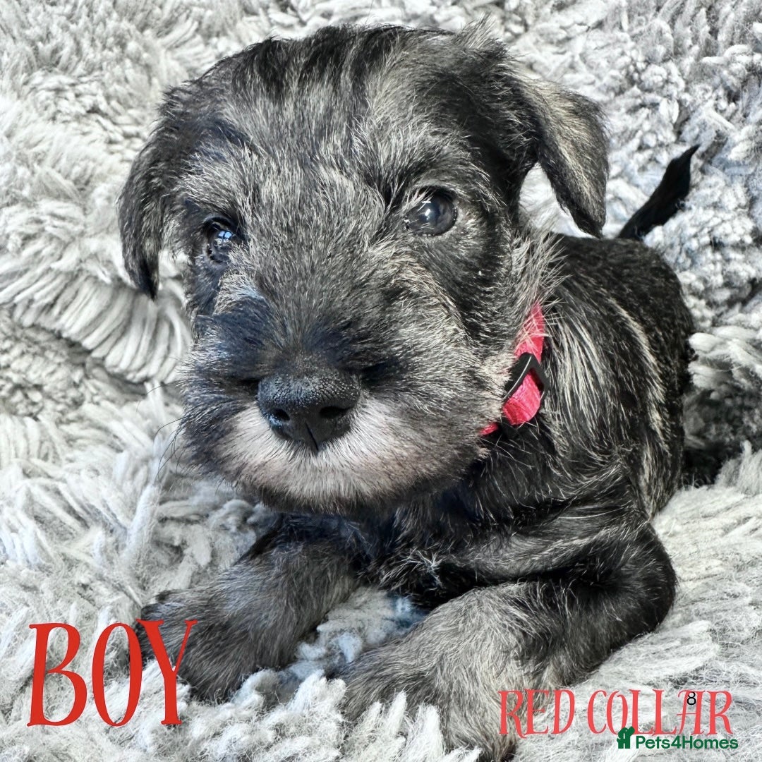Miniature Schnauzer dogs for sale: Miniature Schnauzer puppies  - Advert 5
