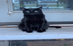 Mixed Breed cats for sale: Bengal cross Syhix - Image 9