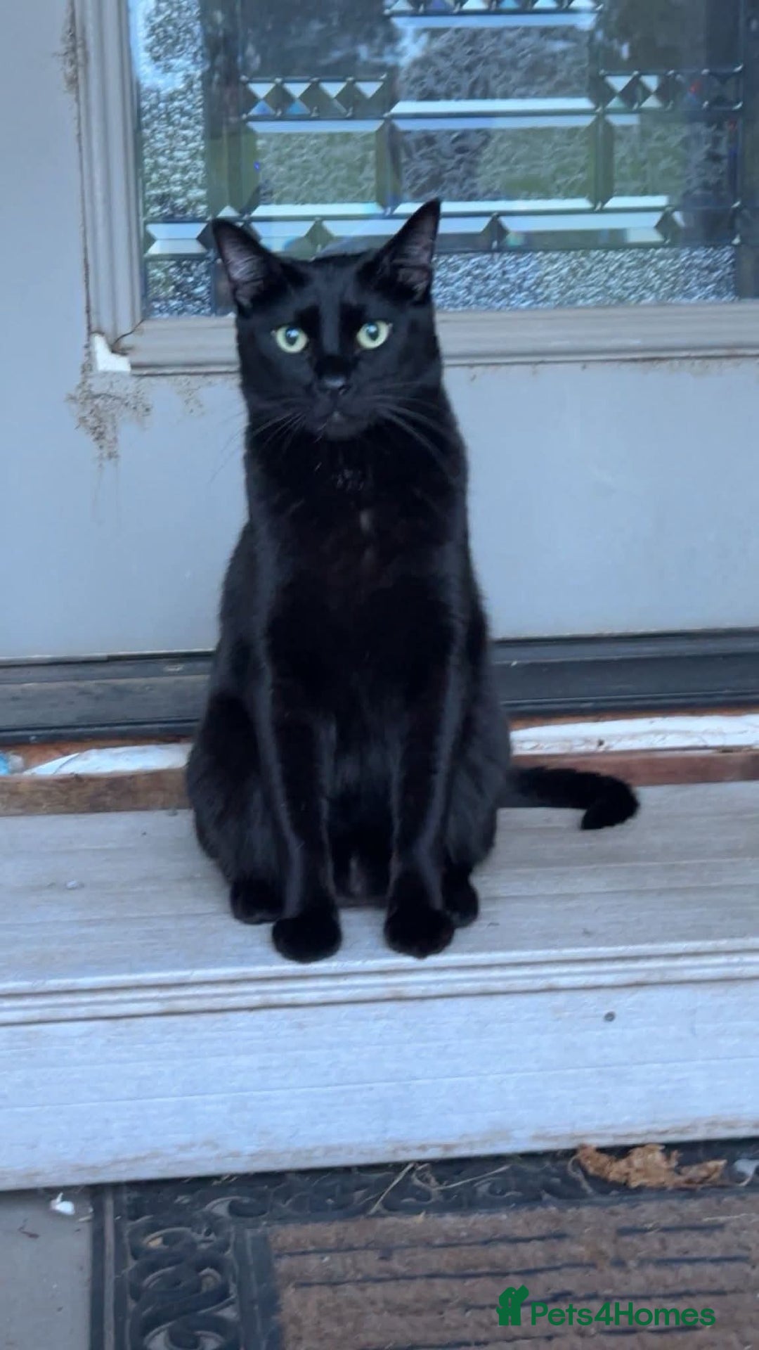 Mixed Breed cats for sale: Bengal cross Syhix - Image 9