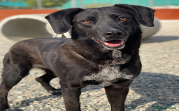 Labrador Retriever dogs for adoption: Cindy - over 2000 days in rescue - Image 4