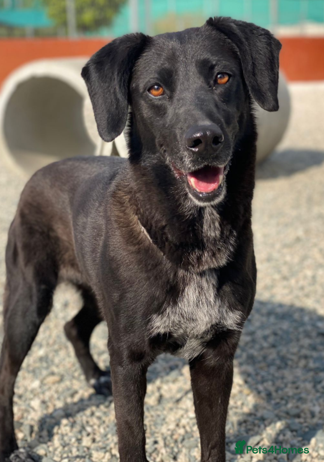 Labrador Retriever dogs for adoption: Cindy - over 2000 days in rescue - Image 4