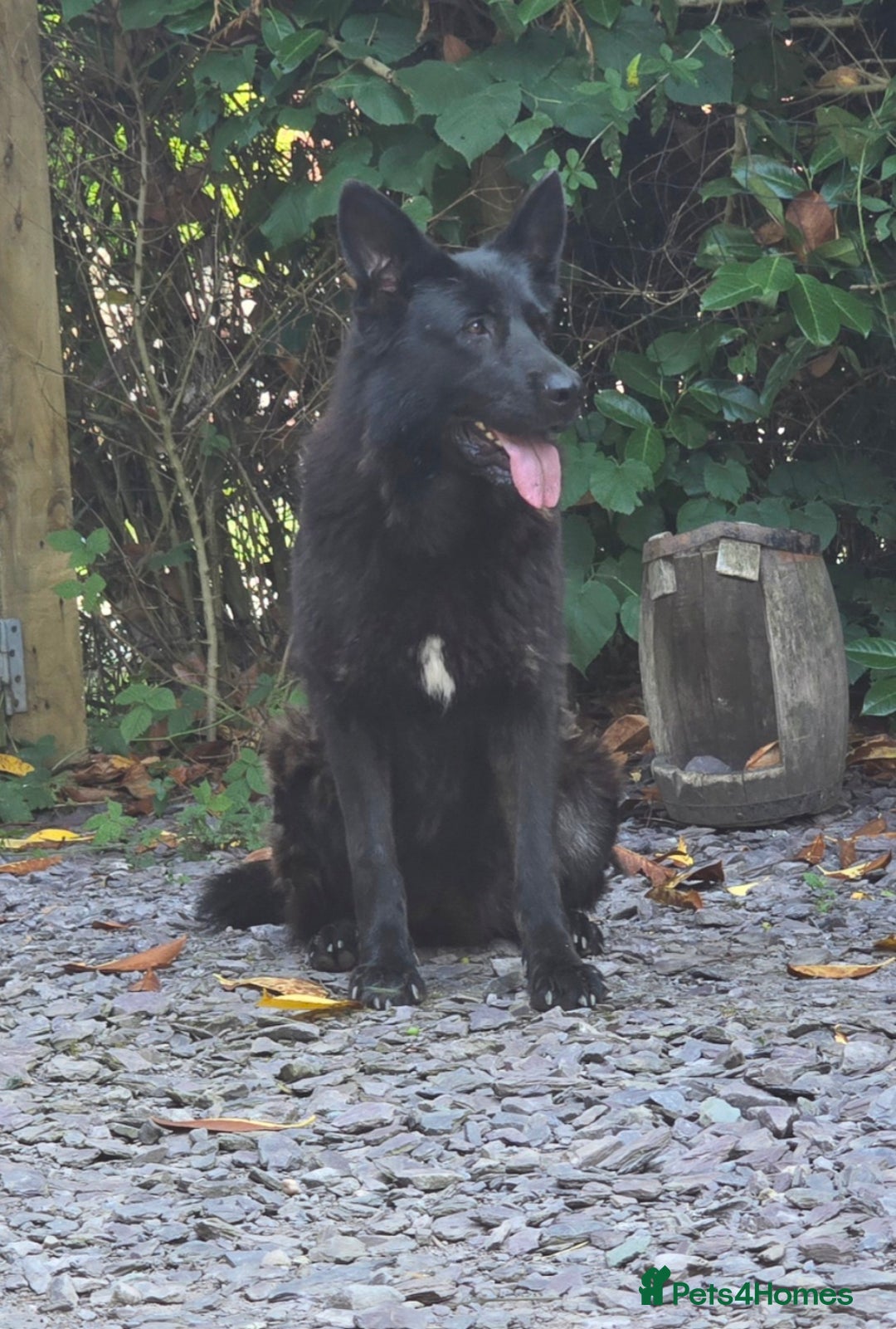 German Shepherd dogs for sale: BLACK GERMAN SHEPHERD FEMALE. - Advert 2